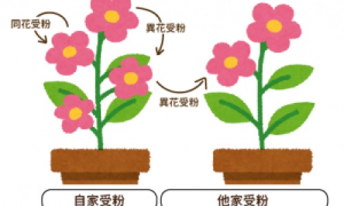 荔枝蜜和蜂蜜的区别-荔枝蜜和柑橘蜜的区别网 - 荔枝蜜水果图片,荔枝蜜的作用与功效