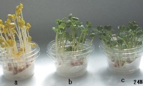 荔枝蜜水果图片-荔枝蜜和柑橘蜜的区别网 - 荔枝蜜水果图片,荔枝蜜的作用与功效
